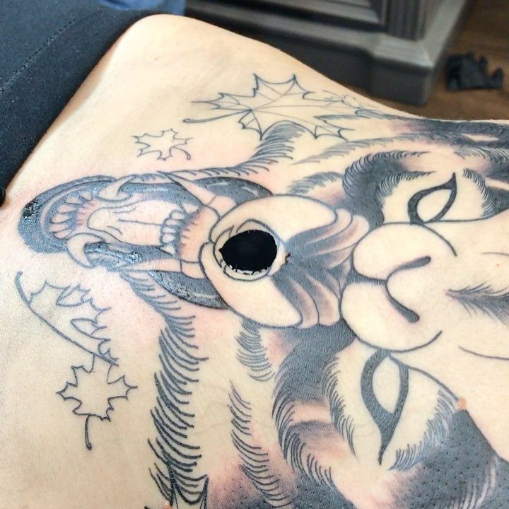 Tiger and skull tattoo with maple leaves centered around a person's belly button.